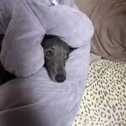 だいの画像