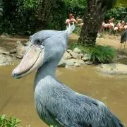 じゅえりの画像