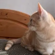 みぃこの画像