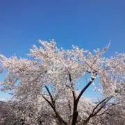 ELFの画像