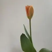 ちゅーりっぷの画像