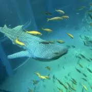 はるぽん