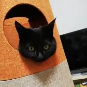 たかの画像