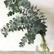さるのり