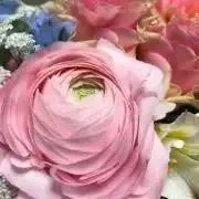 raspberryの画像