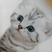 ※ちょこ※の画像