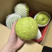 超特大摘果キーツマンゴー24キロ❣️ 超特大摘果キーツマンゴー24キロ❣️ - メルカリ