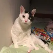 ハルママの画像