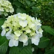 紫陽花