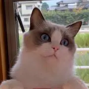 てぃらみすの画像