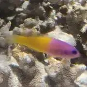 サティの画像