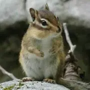 タンコロン