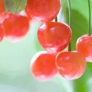 さくらんぼ＊の画像