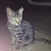 ゆずまま
