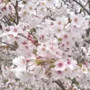 さくらの画像