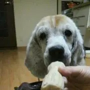 てつてる