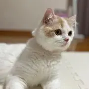 さとこー