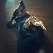 こなみるくの画像