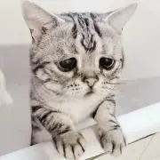ぽんの画像