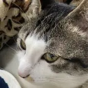 チャコの画像