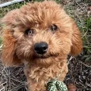 まるちゃんずの画像