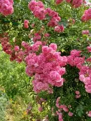 Rosa Noirの画像