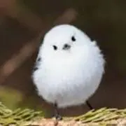 raji3の画像