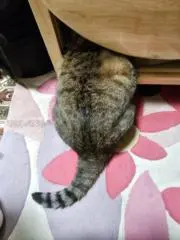 マッチョ