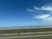 ネイビーちゃんの画像