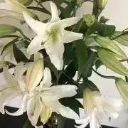 ぽひプロフ読んでねの画像
