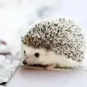 奏