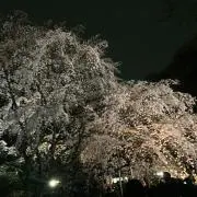 yanの画像