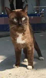 ねこ5