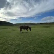 パピコの画像