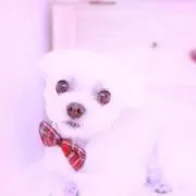 ちろmaxの画像