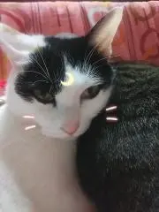 フランちゃん