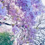 桜の画像