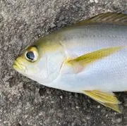 さとう