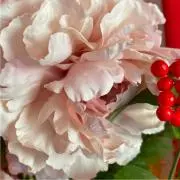 まみゅぱの画像