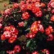 東月❁プロフ確認推奨