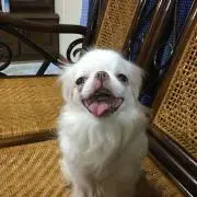 MOMOちん