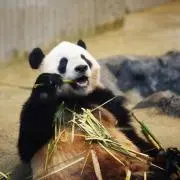 シャンシャンの従兄弟の画像