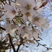 ななみ