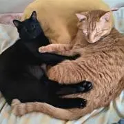 ♥にゃん♥フォローで値引♥の画像