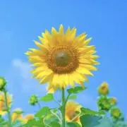 ひまの画像