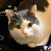 ふくたろうの画像