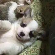りる