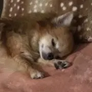 ナヌーク　アライの画像