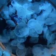 mehiの画像