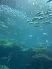 カッシーニの画像